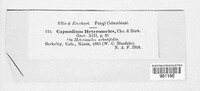 Chaetothyrium heteromeles image